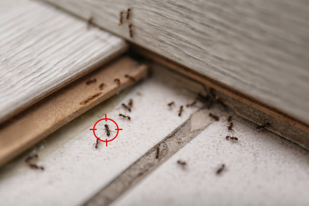 Best Termite Control Services  in Red Lake, MN