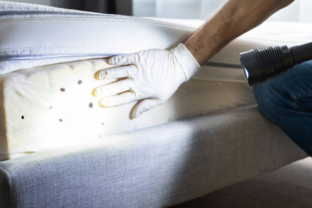 Best Affordable Pest Control Services  in Red Lake, MN