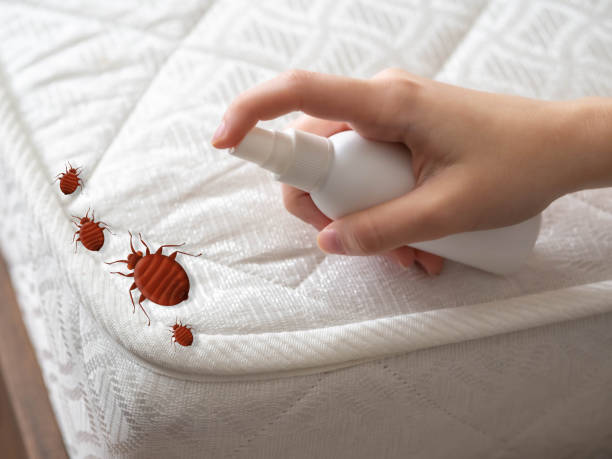 Best Wasp Removal Services  in Red Lake, MN