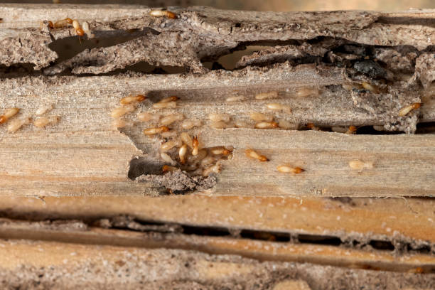 Best Mosquito Control Services  in Red Lake, MN